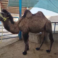 شتر نر دوکوهان|حیوانات مزرعه|یزد, |دیوار