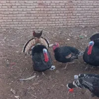 بوقلمون نر و ماده|حیوانات مزرعه|کرباسک, |دیوار