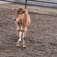 گوساله ماده چاق