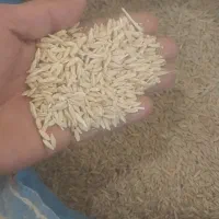 جو بهاره دیم درجه یک