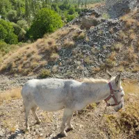 الاغ باری جوان درشت جثه