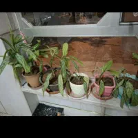 فروش چند عدد گیاه خانگی|گل و گیاه طبیعی|لنجان, |دیوار