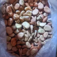 فروش. بذر یونجه باقله پیاز نخود فرنگی قصب حبوبات|خدمات باغبانی و درختکاری|داراب, |دیوار