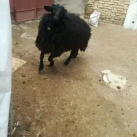 قوچ|حیوانات مزرعه|شهرکرد, |دیوار