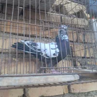 کفتر