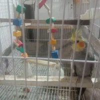 جفت عروس هلندی باتخم