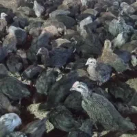 جوجه مرغ و خروس محلی پاسیاه