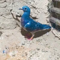 کبوتر گم شده|پرنده|هامون, |دیوار