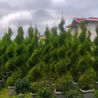 فروش ویژه کامیس و لافسون و سرو