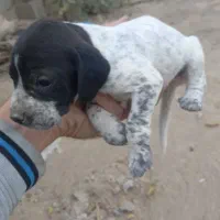 توله شکاری ۱ساله