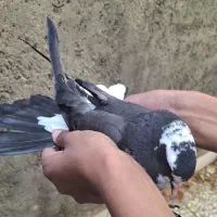کفتر پلاس|پرنده|قم, آذر (نکویی)|دیوار