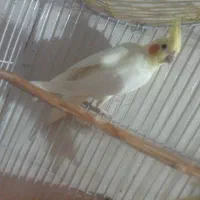 جفت عروس هلندی