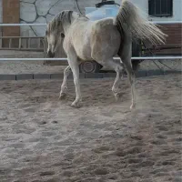 مادیان عرب ۶ دانگ دمگیر