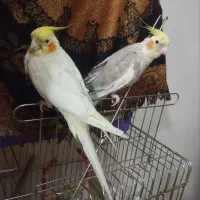 عروس هلندی