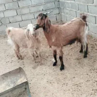 بز مری بادوتا کهره چاق