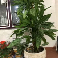 گل آپارتمانی یا نمایشگاهی|گل و گیاه طبیعی|چهاربرج, |دیوار