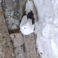 کفتر عروس هلندی پرنده قناری طوطی غیر|پرنده|پاکدشت, پاکدشت (مامازند)|دیوار