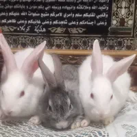 خرگوش لوپ