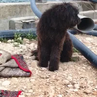 یک عدد سگ بوجی