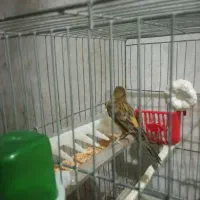 قناری|پرنده|کرمانشاه, |دیوار