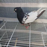 کبوتر بهبهانی وشهری|پرنده|شیراز, تندگویان|دیوار