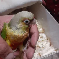 گرینچیک اناناسی