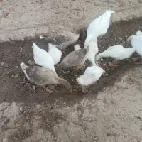 غاز|حیوانات مزرعه|گتوند, |دیوار