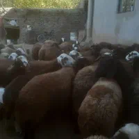 شیشک ومیش ابستن وزاییده|حیوانات مزرعه|ملایر, |دیوار