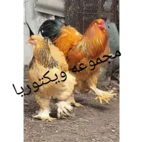 بالغ و تخم نطفه دار نژاد برهما ویاندوت لاری ارلوف