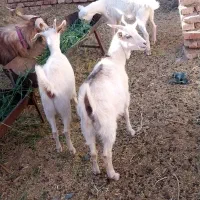 سانن|حیوانات مزرعه|سده (خراسان جنوبی), |دیوار