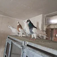 کفتر رنگی هوایی