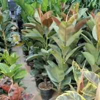 خدمات تخصصی باغبانی در محل شما|خدمات باغبانی و درختکاری|تهران, فلسطین (میدان انقلاب)|دیوار