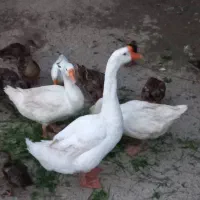 قوغاز|حیوانات مزرعه|شفت, |دیوار