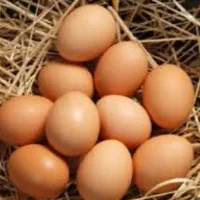 تخم مرغ بومی 19