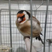 سهره