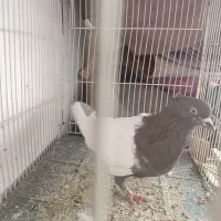 سینه تریاکی یا اوقون نر