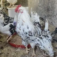 تخم نطفه دار گلین وگلین لری فول کیفیت|حیوانات مزرعه|قزوین, |دیوار