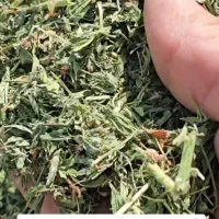 یونجه درجه یک