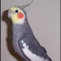 عروس هلندی‌گم شده