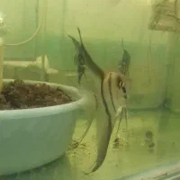 کالر ویدو|ماهی|بروجرد, |دیوار