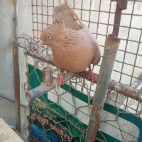 تعدادی کبوتر|پرنده|خورموج, |دیوار