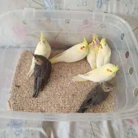 عروس هلندی سرلاکی