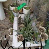 کل گیاه و درخت هفت رنگ شبدی|گل و گیاه طبیعی|شیراز, رازی|دیوار