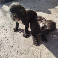 توله سگ  میکس شیتزو پیت بول