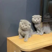 اسکاتیش بریتیش|گربه|بیرجند, |دیوار