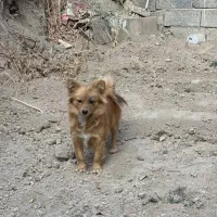 پامر|سگ|فردوسیه, |دیوار