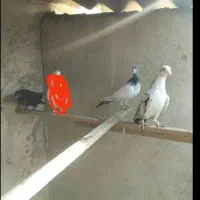 ۵عدد کفتر یجای|پرنده|اندیشه, اندیشه فاز ۱|دیوار