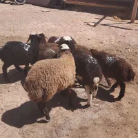 میش وشیشک گوسفند|حیوانات مزرعه|قزوین, |دیوار