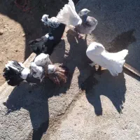 کبوتر دم چتری