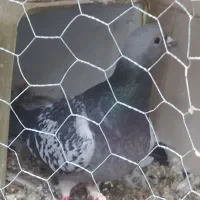 پلاکی نوچه نر